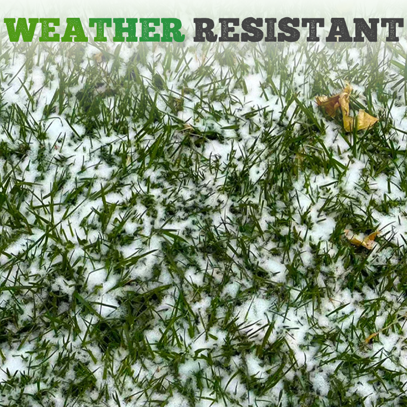 🌱  Cold-resistant, drought-resistant, pet-friendly garden grass seeds - evergreen lawn grass seeds