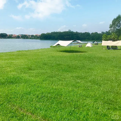 🌱  Cold-resistant, drought-resistant, pet-friendly garden grass seeds - evergreen lawn grass seeds