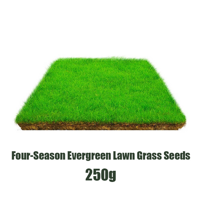 🌱  Cold-resistant, drought-resistant, pet-friendly garden grass seeds - evergreen lawn grass seeds
