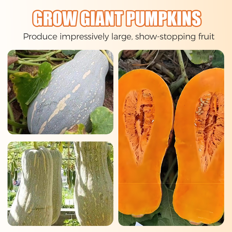 ✨ Giant Pumpkin Seeds for Planting 🌱
