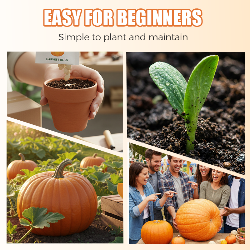 ✨ Giant Pumpkin Seeds for Planting 🌱