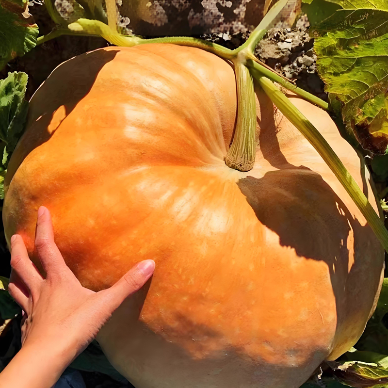 ✨ Giant Pumpkin Seeds for Planting 🌱