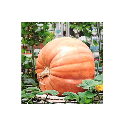 ✨ Giant Pumpkin Seeds for Planting 🌱