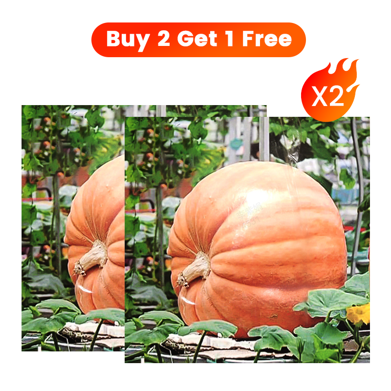 ✨ Giant Pumpkin Seeds for Planting 🌱