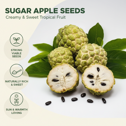 🍈 Easy-to-Grow Buddha Fruit Seeds ✨