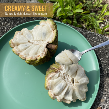 🍈 Easy-to-Grow Buddha Fruit Seeds ✨