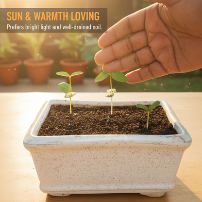 🍈 Easy-to-Grow Buddha Fruit Seeds ✨