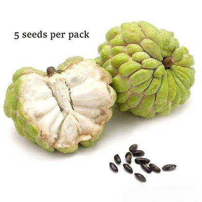 🍈 Easy-to-Grow Buddha Fruit Seeds ✨