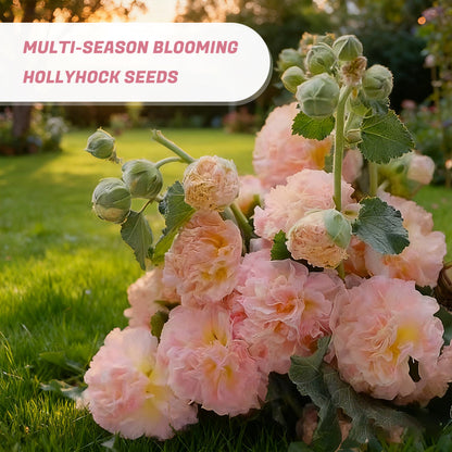 ✨ Sow hollyhock seeds🌱 and harvest a wall full of colorful flowers!🌺