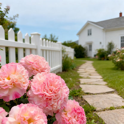 ✨ Sow hollyhock seeds🌱 and harvest a wall full of colorful flowers!🌺