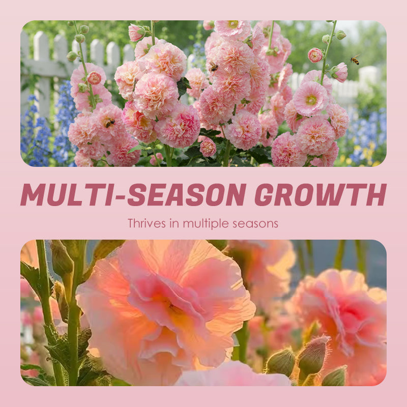 ✨ Sow hollyhock seeds🌱 and harvest a wall full of colorful flowers!🌺