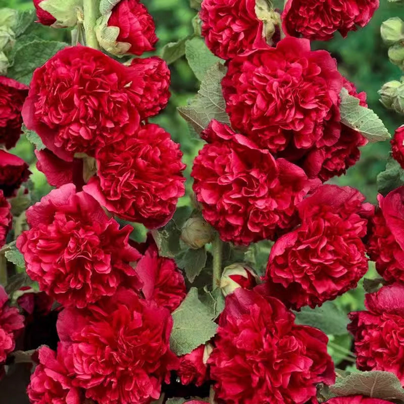 ✨ Sow hollyhock seeds🌱 and harvest a wall full of colorful flowers!🌺