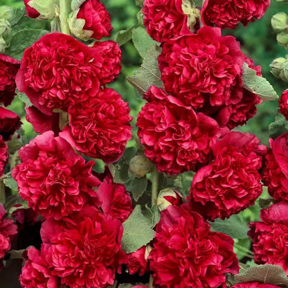 ✨ Sow hollyhock seeds🌱 and harvest a wall full of colorful flowers!🌺