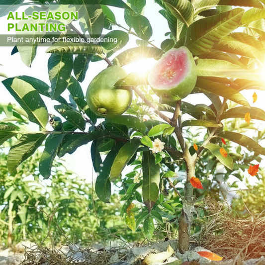 🌱Guava seeds, suitable for container gardening, greenhouses, and outdoor gardens—easy-to-grow fruit tree seeds.🍈✨