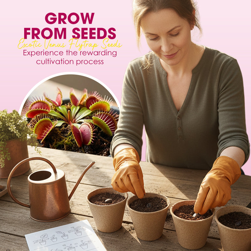 🌱【Amazing Venus Flytrap Seeds】—Grow Your Own Mini Carnivorous Monster!😱🌿