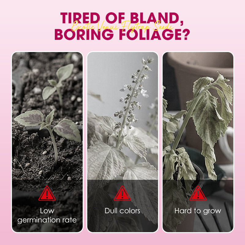 🌱【Amazing Venus Flytrap Seeds】—Grow Your Own Mini Carnivorous Monster!😱🌿