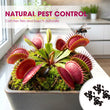 🌱【Amazing Venus Flytrap Seeds】—Grow Your Own Mini Carnivorous Monster!😱🌿