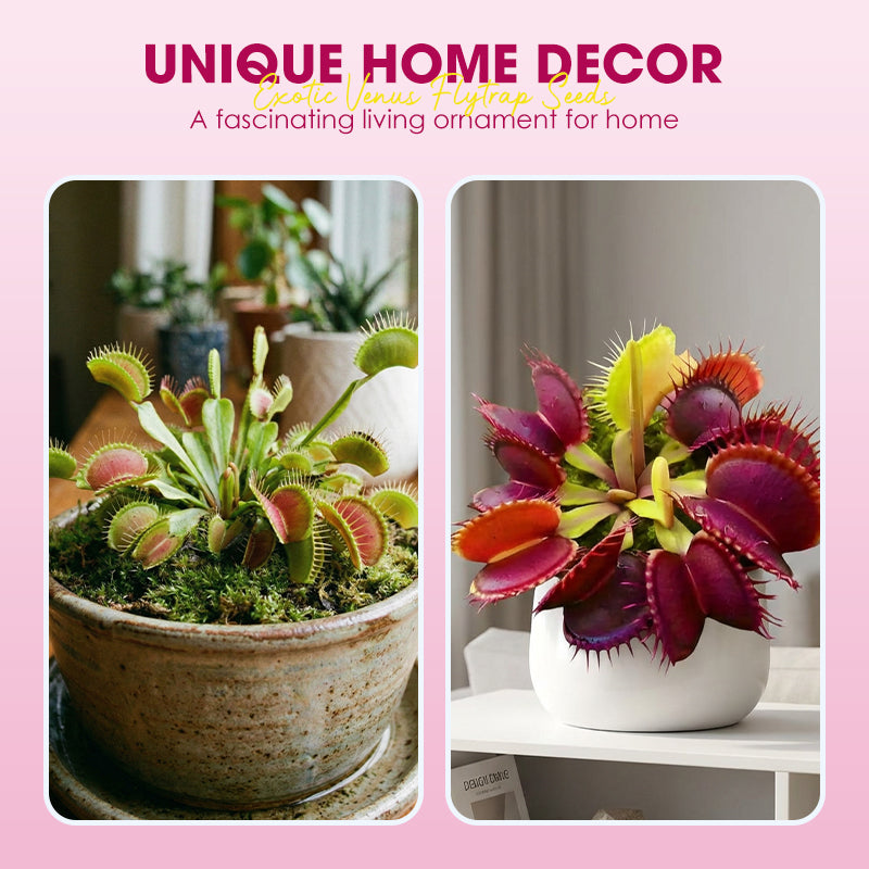 🌱【Amazing Venus Flytrap Seeds】—Grow Your Own Mini Carnivorous Monster!😱🌿