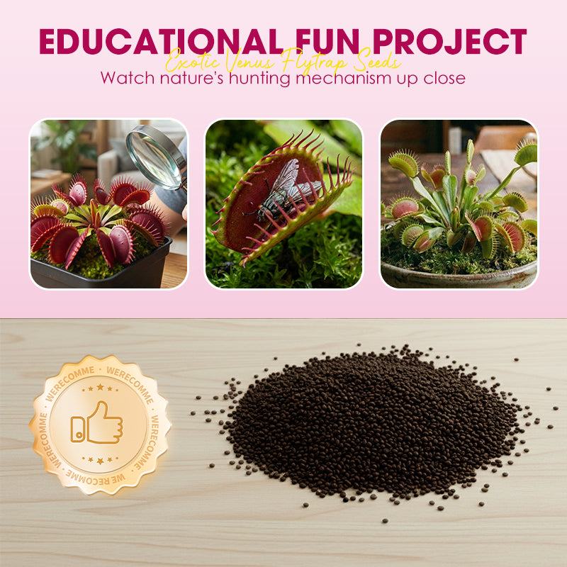 🌱【Amazing Venus Flytrap Seeds】—Grow Your Own Mini Carnivorous Monster!😱🌿
