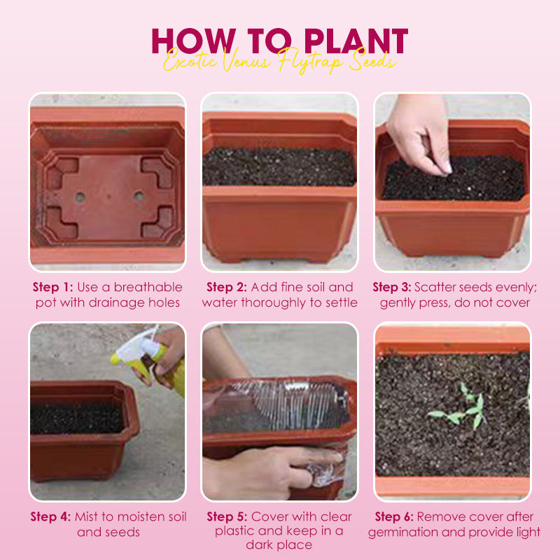 🌱【Amazing Venus Flytrap Seeds】—Grow Your Own Mini Carnivorous Monster!😱🌿