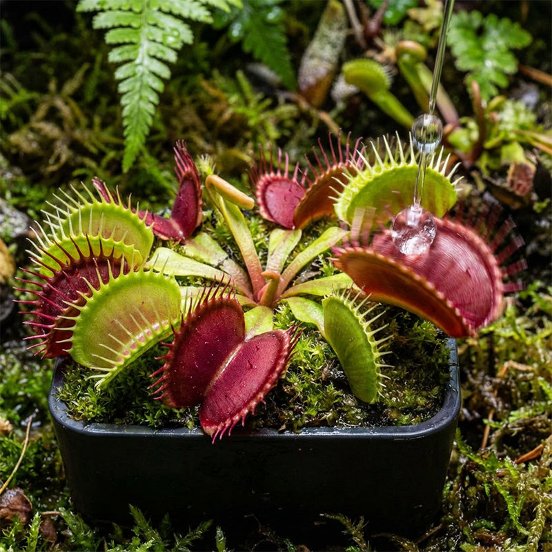 🌱【Amazing Venus Flytrap Seeds】—Grow Your Own Mini Carnivorous Monster!😱🌿