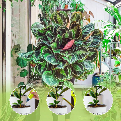 🌿【All-Purpose Indoor & Outdoor Plant Nutrient】—One bottle in hand, the world is yours!🌱🏡✨