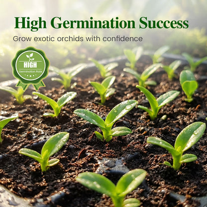 100pcs Paphiopedilum Orchid Seeds Pack