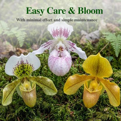 100pcs Paphiopedilum Orchid Seeds Pack