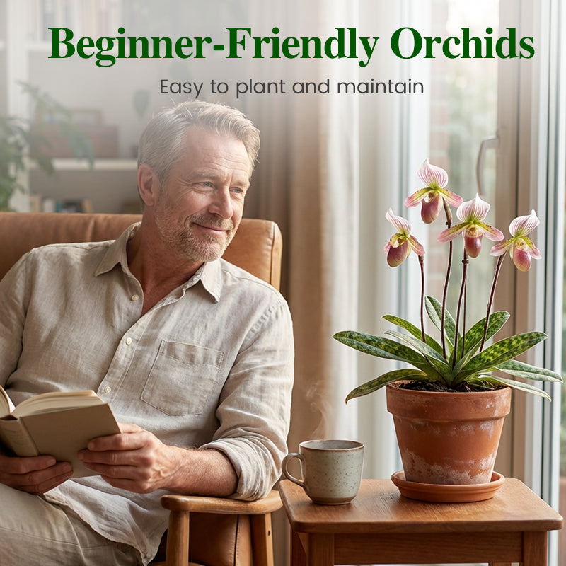 100pcs Paphiopedilum Orchid Seeds Pack