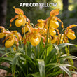 100pcs Paphiopedilum Orchid Seeds Pack