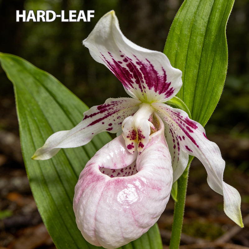 100pcs Paphiopedilum Orchid Seeds Pack