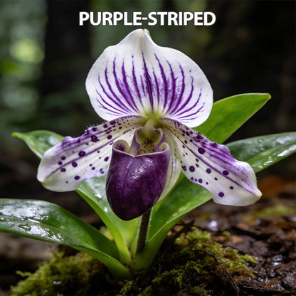 100pcs Paphiopedilum Orchid Seeds Pack