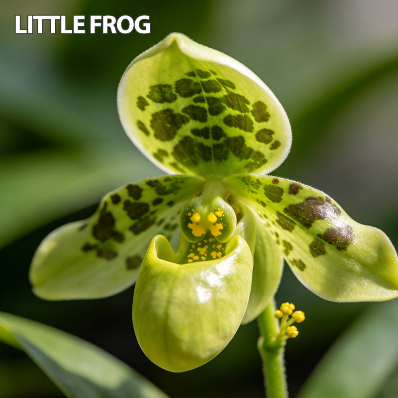 100pcs Paphiopedilum Orchid Seeds Pack