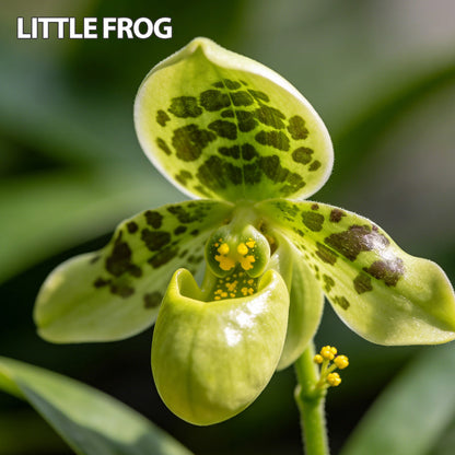 100pcs Paphiopedilum Orchid Seeds Pack