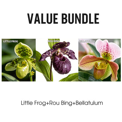 100pcs Paphiopedilum Orchid Seeds Pack