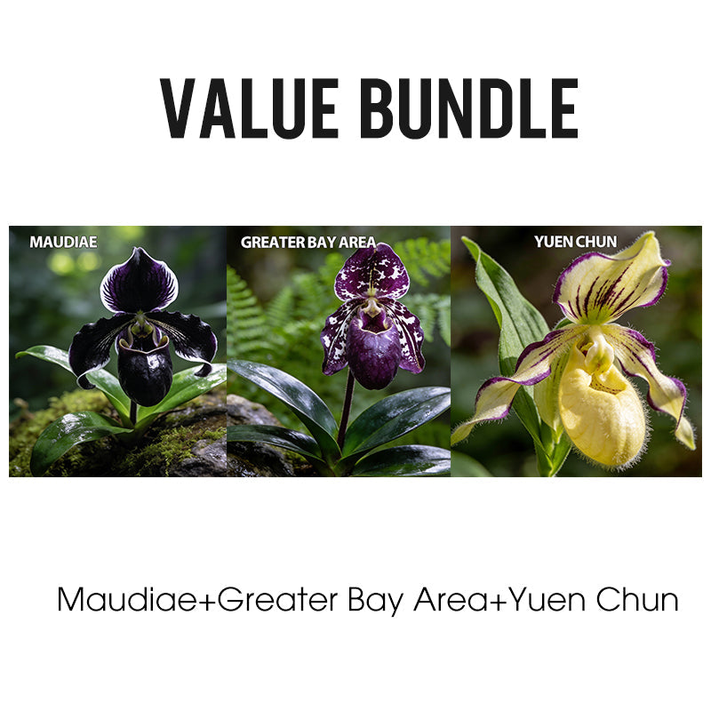 100pcs Paphiopedilum Orchid Seeds Pack