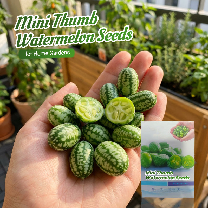 🍉【Mini Watermelon Seeds】— Every bite bursts with juice! 🤩 Grow this salad favorite on your balcony! 💫✨