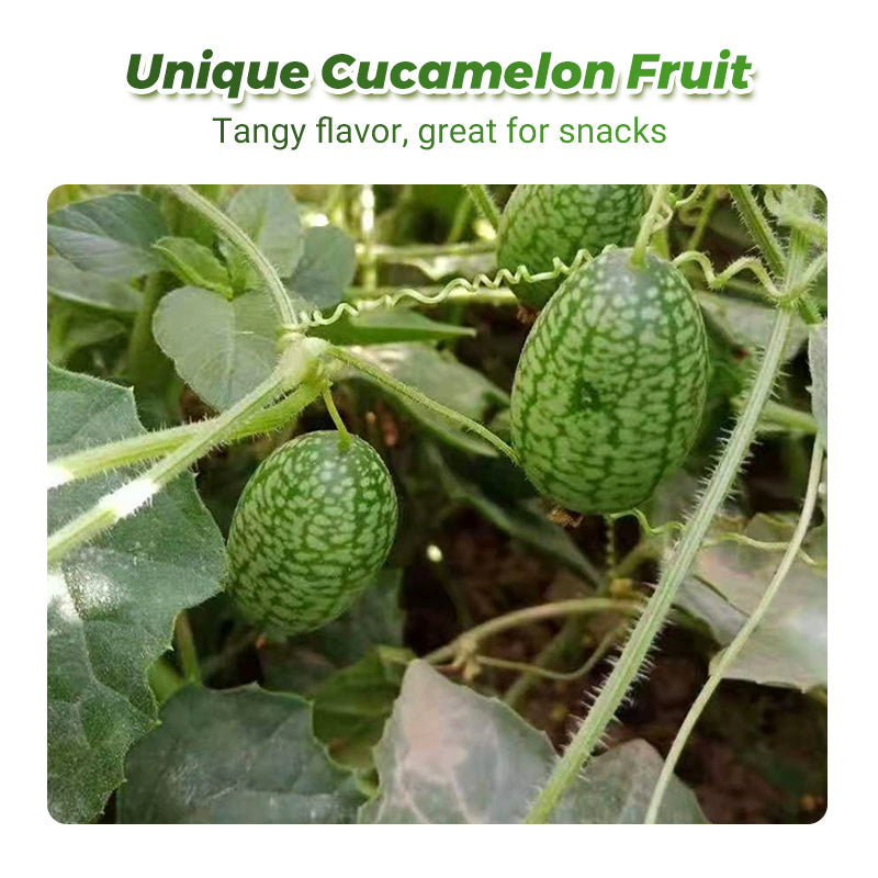 🍉【Mini Watermelon Seeds】— Every bite bursts with juice! 🤩 Grow this salad favorite on your balcony! 💫✨