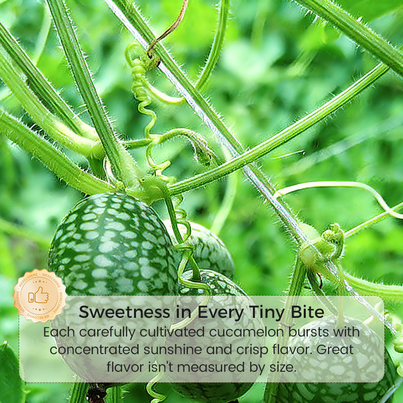 🍉【Mini Watermelon Seeds】— Every bite bursts with juice! 🤩 Grow this salad favorite on your balcony! 💫✨
