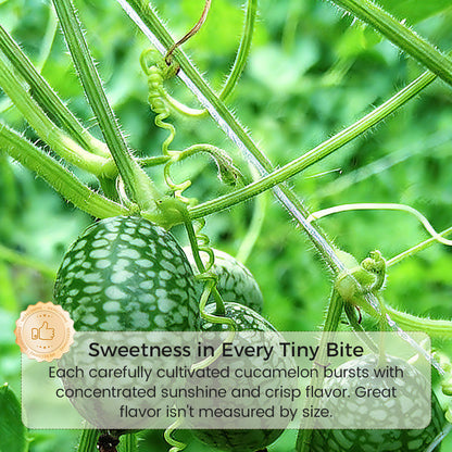 🍉【Mini Watermelon Seeds】— Every bite bursts with juice! 🤩 Grow this salad favorite on your balcony! 💫✨